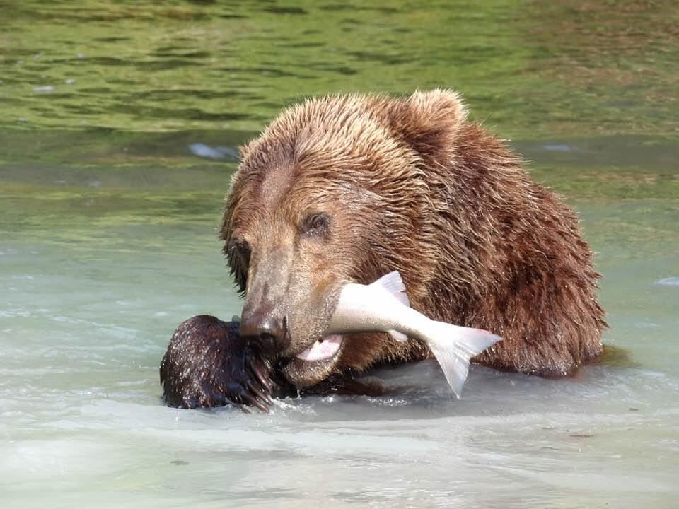 Alaskan Brown ate my salmon!